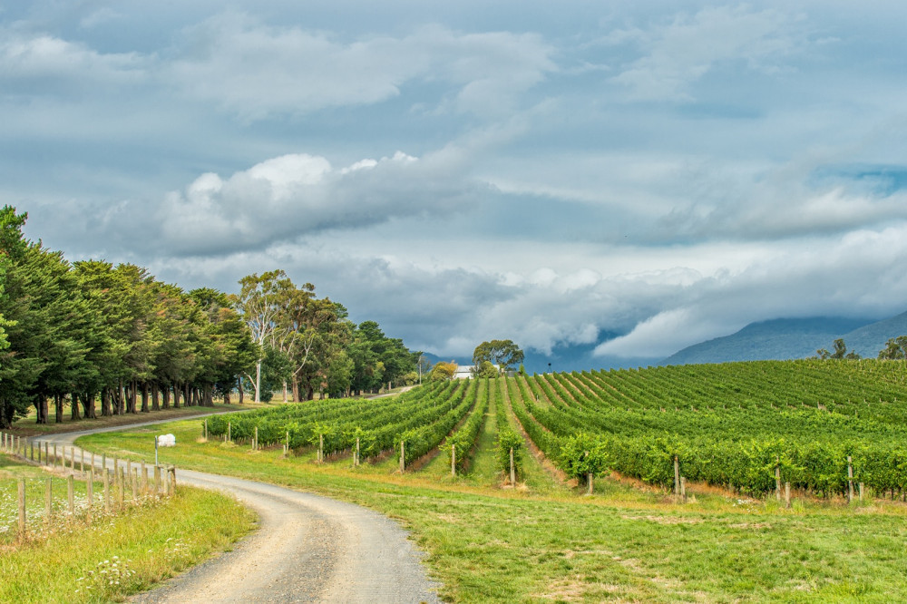 Yarra Valley Winery Tour with Lunch