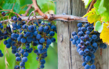Wine Hop And Coastal Tours Pty Ltd7