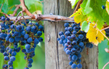 Wine Hop And Coastal Tours Pty Ltd6