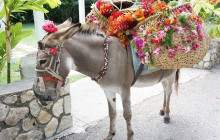 Fun Tours Jamaica Limited5