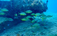 Rainforest Adventures St Lucia13