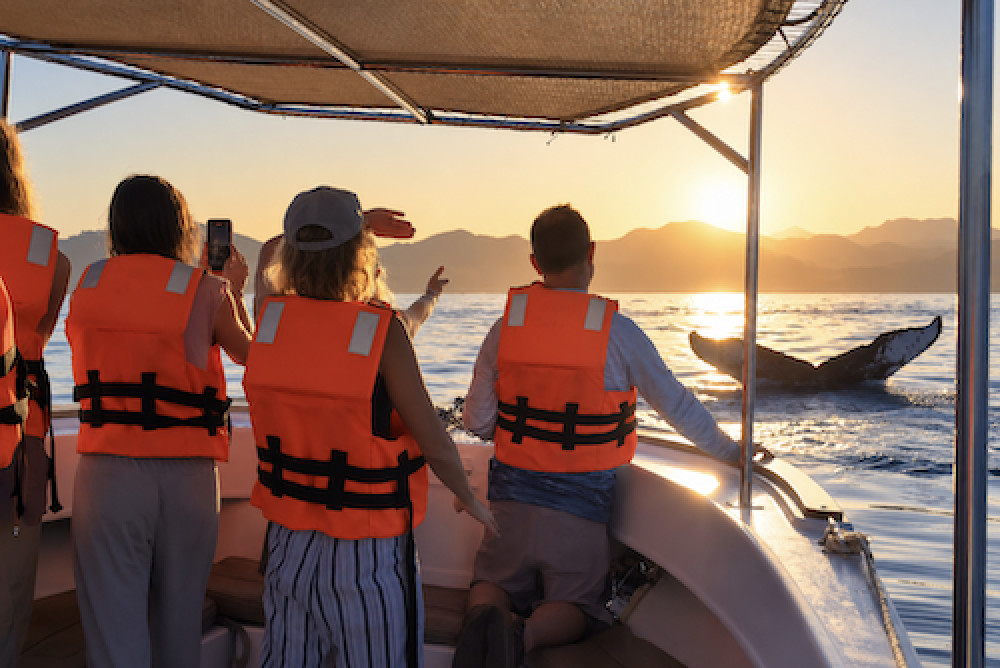 Private San Jose del Cabo Sunset Whale Watching