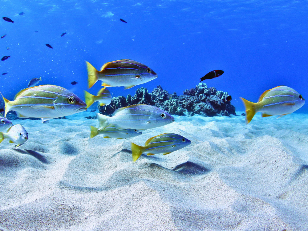 Ocean Joy Cruises