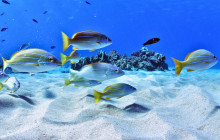 Ocean Joy Cruises20