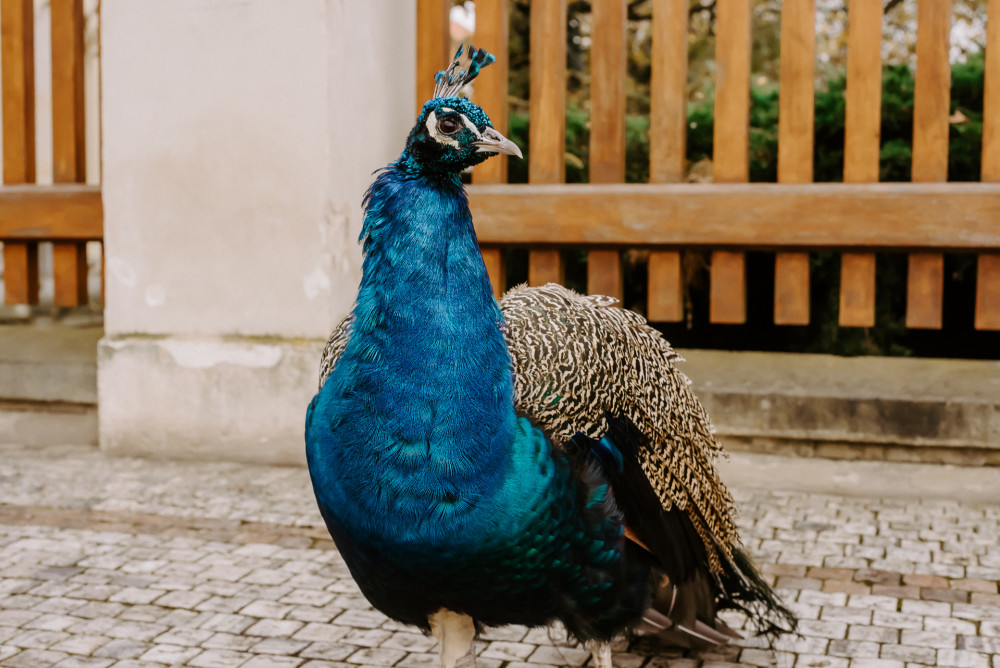 Prague City Adventures