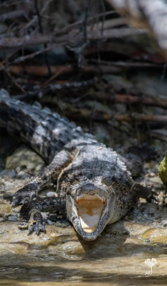 Full-Day Hiking and Paddling Tour in Everglades National Park