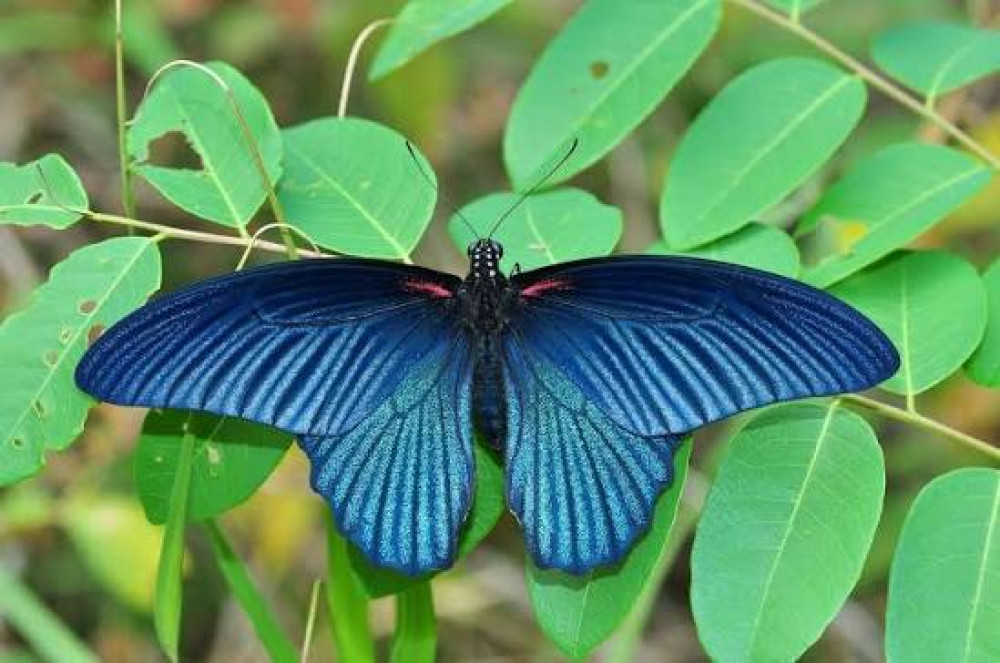Kathmandu: Butterfly Research and Nature Walk in Hattiban