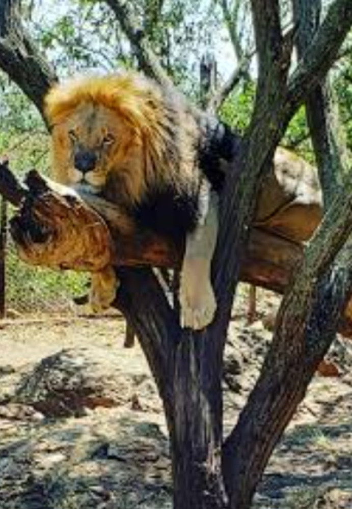 Chipangali Wildlife Orphanage Tour