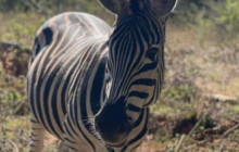 African Zebras Safaris5