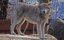 Salmon Berry Travel & Tours5