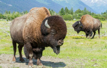 Salmon Berry Travel & Tours7