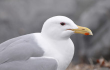 Salmon Berry Travel & Tours13