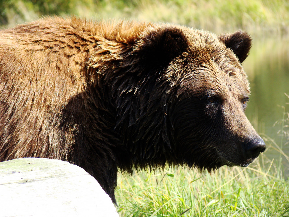 Cruise Ship Tour and Transfer: Whittier to Anchorage