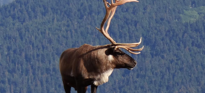 Cruise Ship Tour and Transfer: Whittier to Anchorage