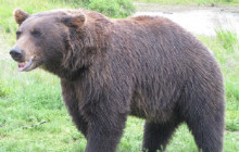 Salmon Berry Travel & Tours18