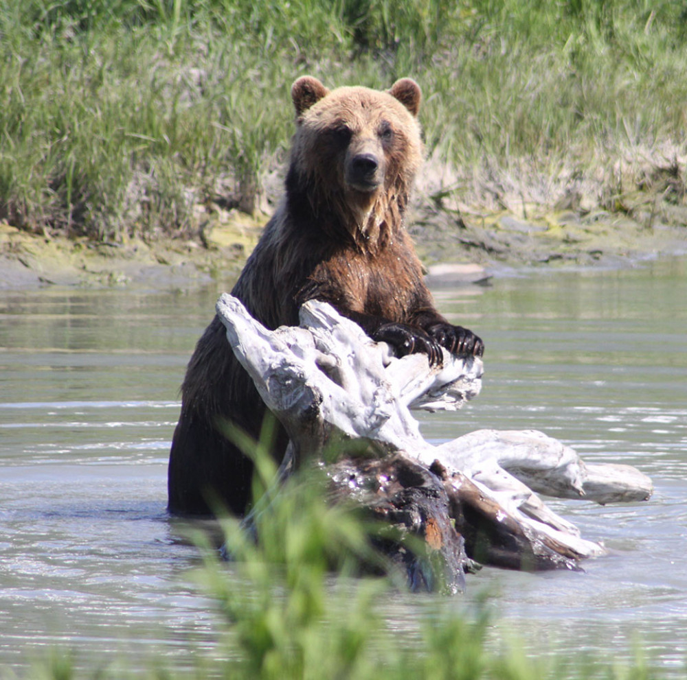 Turnagain Arm Private Tour