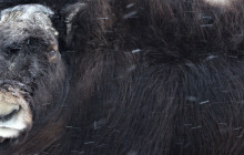 Salmon Berry Travel & Tours37