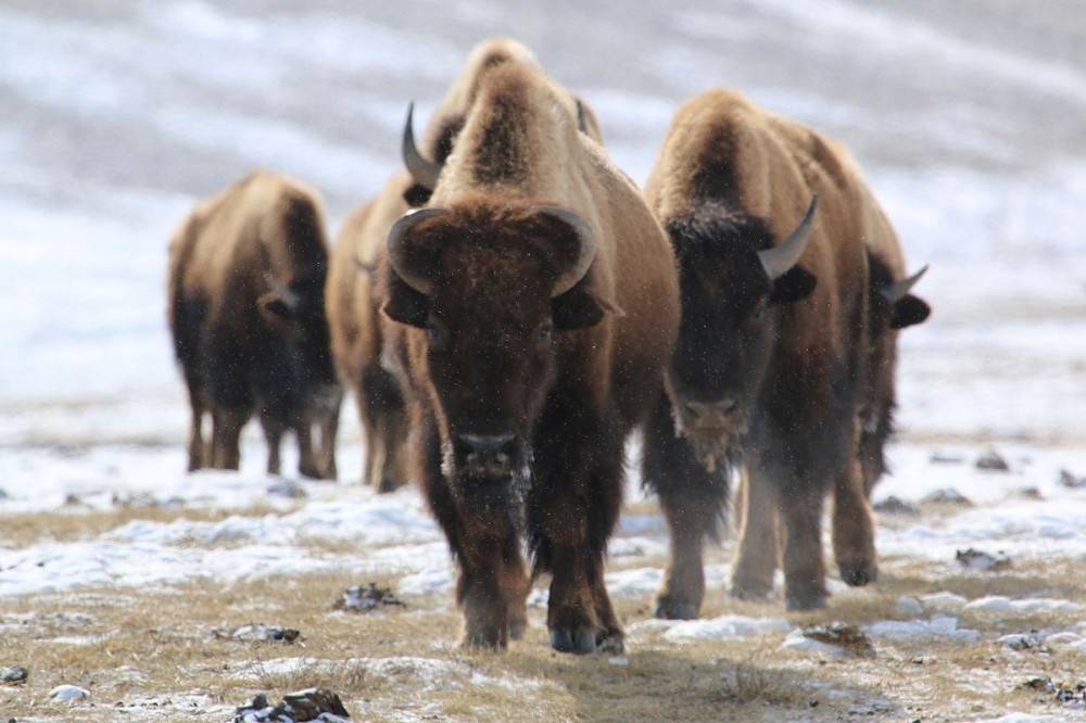 National Elk Refuge Sights & Attractions - Project Expedition