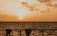 Pelican Adventures13