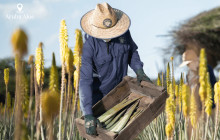 Pelican Adventures10