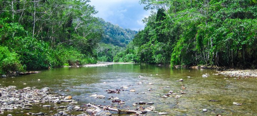 Float Through the Jungle - Placencia River Tubing Adventure