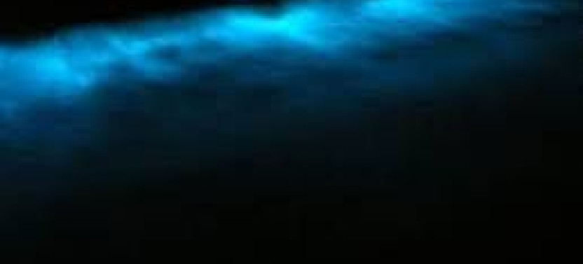 Bioluminescent Wonders: A Night of Light and Magic