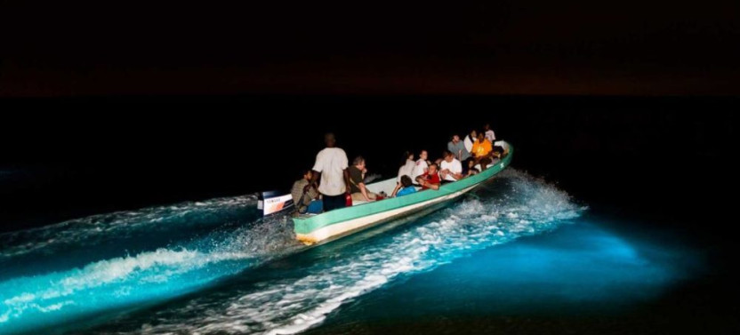 Bioluminescent Wonders: A Night of Light and Magic