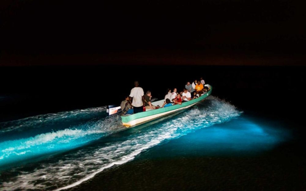 Bioluminescent Wonders: A Night of Light and Magic
