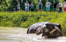 Phuket Elephant Sanctuary1