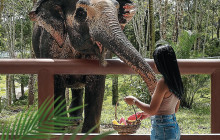 Phuket Elephant Sanctuary2