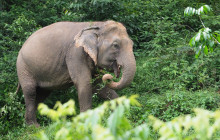 Phuket Elephant Sanctuary1