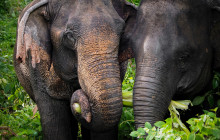 Phuket Elephant Sanctuary2