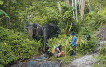 Phuket Elephant Sanctuary1