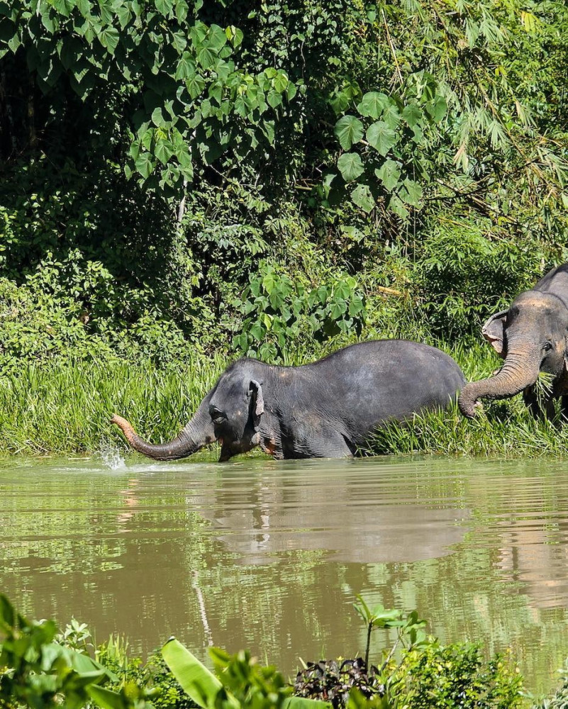 In the Footsteps of Giants: Full Day Phuket Elephant Sanctuary Tour