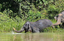 Phuket Elephant Sanctuary2