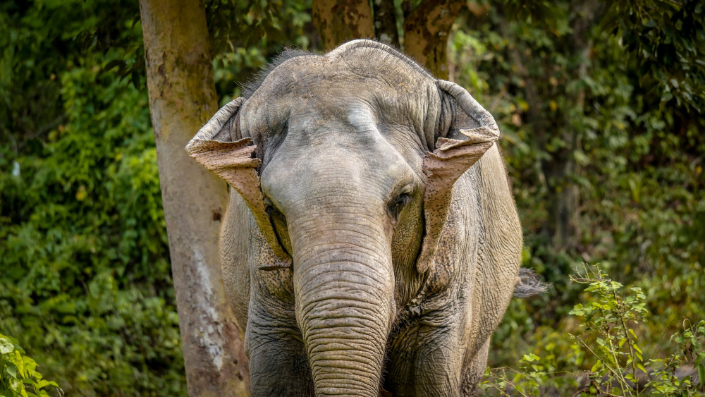 Phuket Elephant Sanctuary
