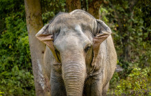 Phuket Elephant Sanctuary3