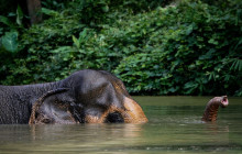 Phuket Elephant Sanctuary6