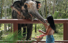 Phuket Elephant Sanctuary6