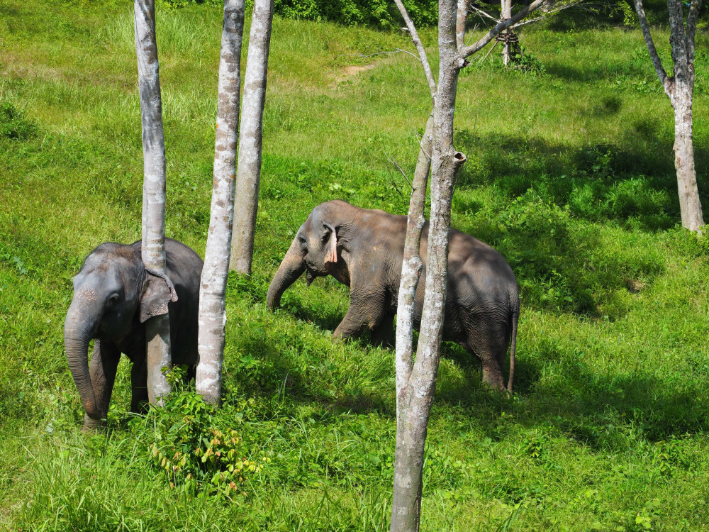 Phuket Elephant Sanctuary