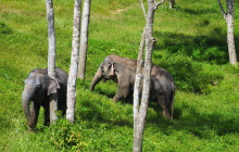Phuket Elephant Sanctuary4