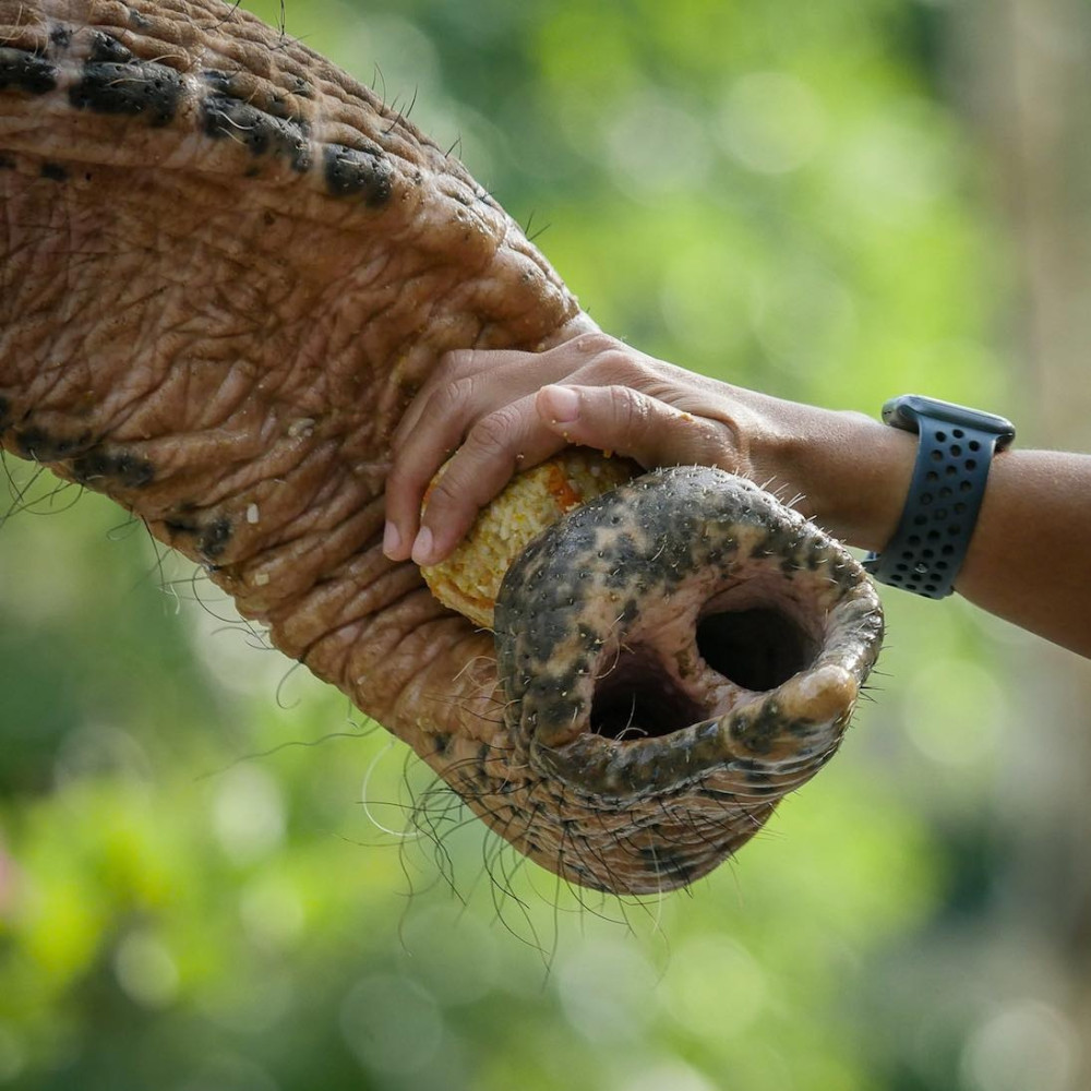Phuket Elephant Sanctuary