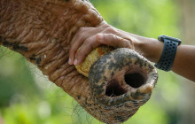 Phuket Elephant Sanctuary7