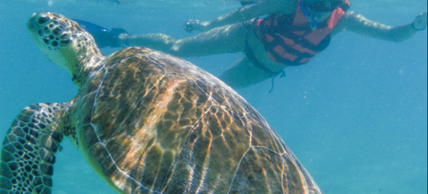 Marine Turtle Snorkel Tour