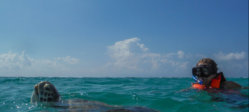 Marine Turtle Snorkel Tour