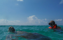 Marine Turtle Snorkel Tour