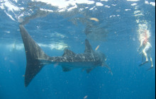 7-Day Whale Shark Tour