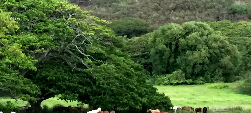 Kualoa Ranch Horseback Walking Tours