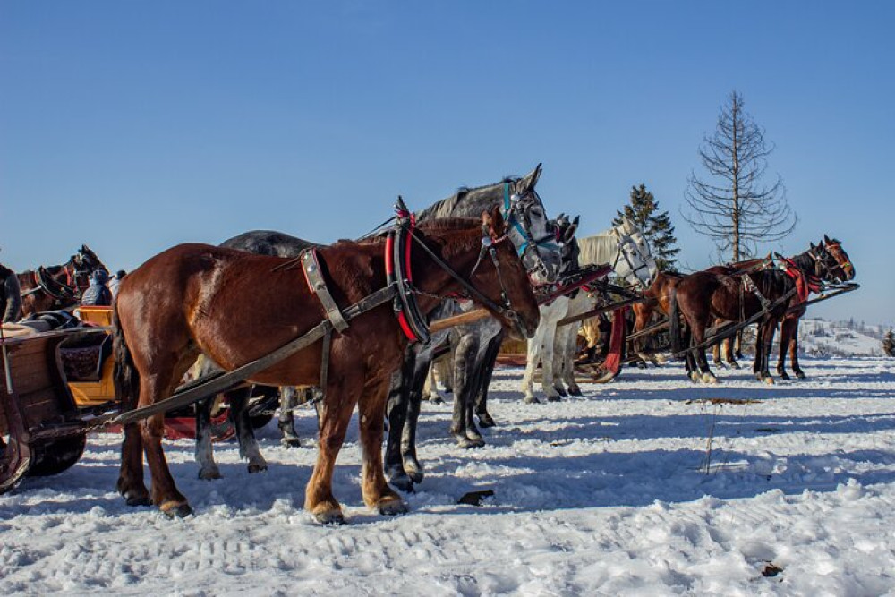 Zakopane Horse-drawn Rides with a Local Guide and Food Tasting