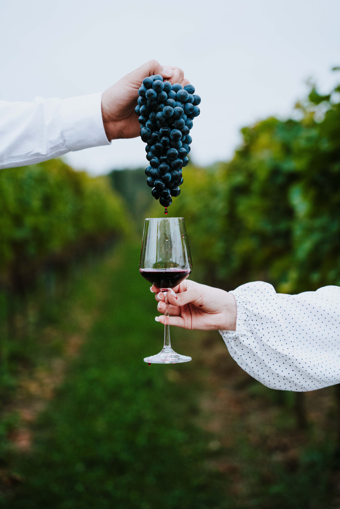 Krakow: Vineyard Tour with Wine Tasting and Optional Dinner